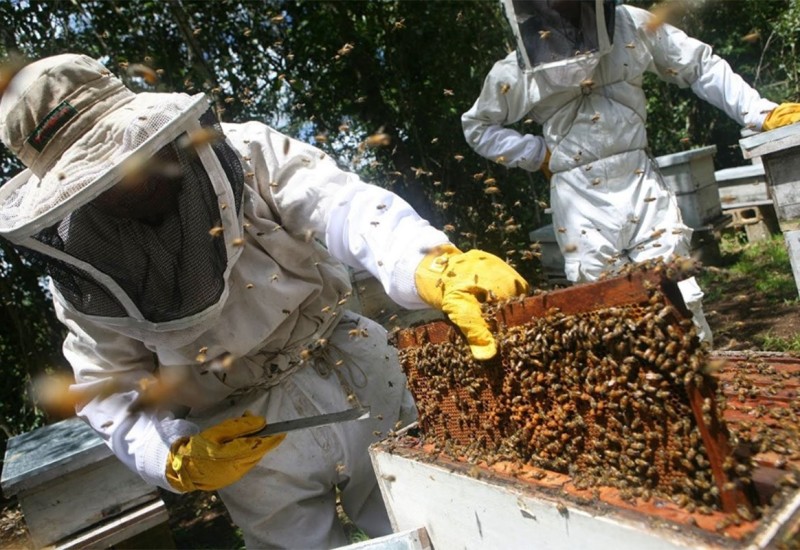 Barašin: Izuzetno teška godina za pčelare