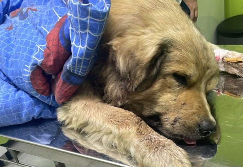 Nakon Sarajeva i iz Banjaluke najavili proteste zbog mučki ubijenog psa: Predložen pritvor za ubicu životinje