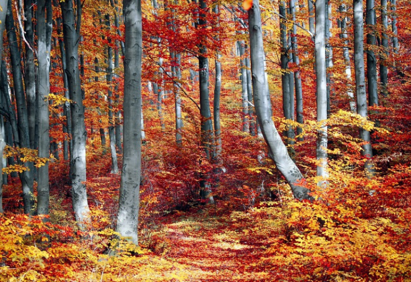 Bespravno sjekao šumu, pa završio iza rešetaka