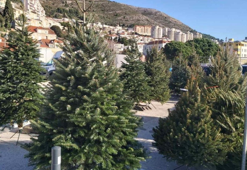 Visoka inflacija pogodila i cijene božićnih jelki