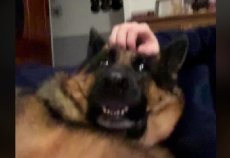 Broji više od 13 miliona pregleda: Pogledajte reakciju psa kada ga čovjek prestao češkati  (VIDEO)