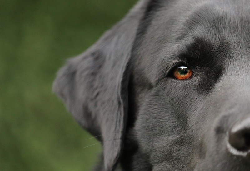 Pas upucao tridesetogodišnjeg muškarca, umro na licu mjesta