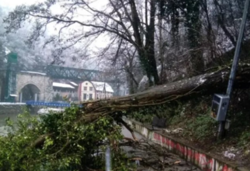 Drvo se srušilo na ženu i troje djece: Prošli bez težih povreda