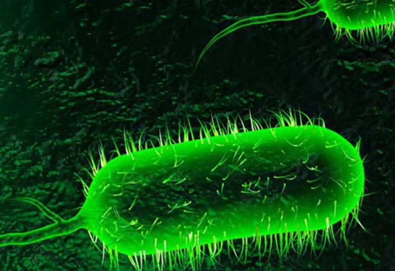 Broj slučajeva kolere dostigao 338, preminulo 29 osoba