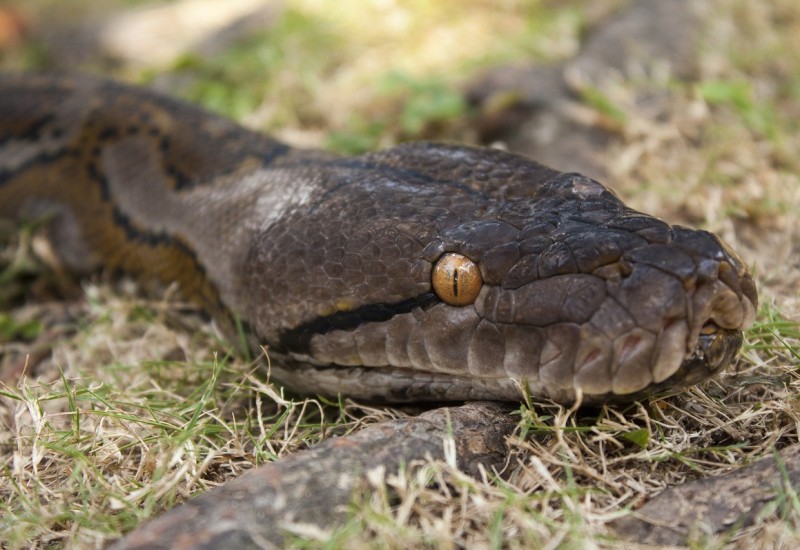 Piton usmrtio ženu i cijelu je progutao