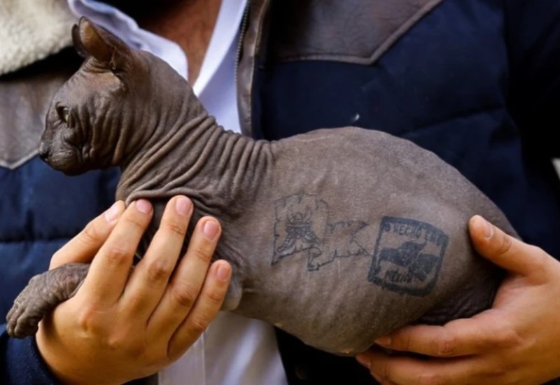 Tetovirana mačka živjela u zatvoru, sada traži novi dom