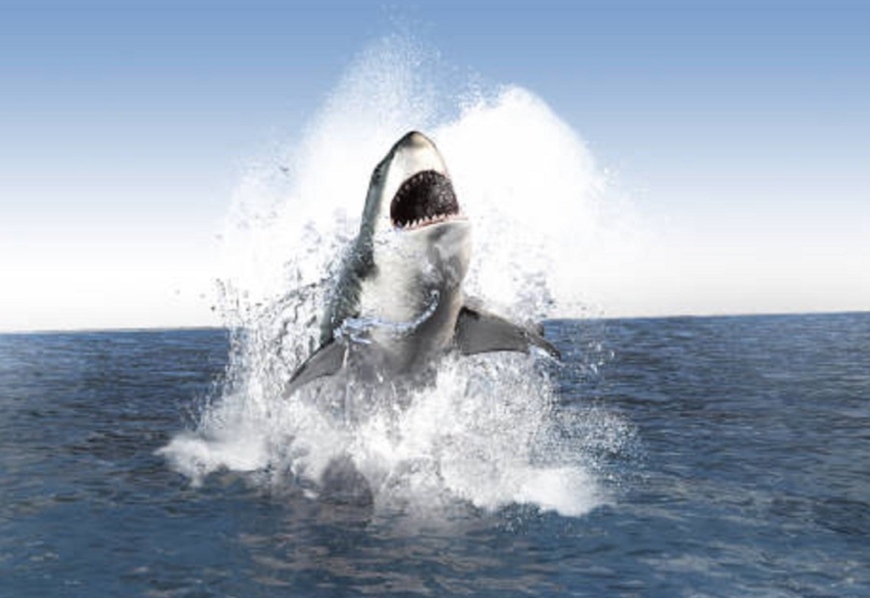 Objavljen zastrašujući snimak kako bi danas izgledao napad Megalodona (VIDEO)