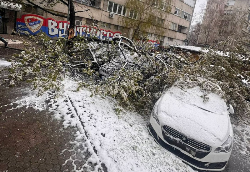 Banjaluka: Palo drvo na automobile (FOTO)