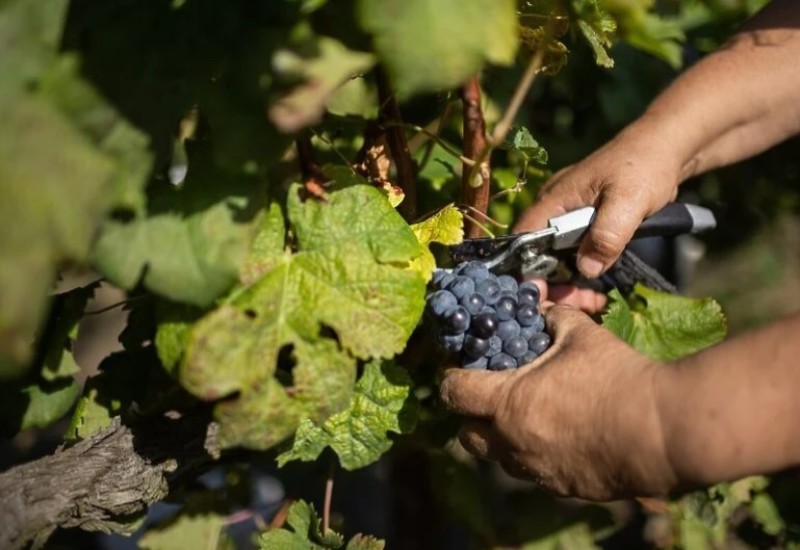 Proizvodnja vina u EU najlošija je u posljednje 62 godine, klimatske promjene glavni krivac