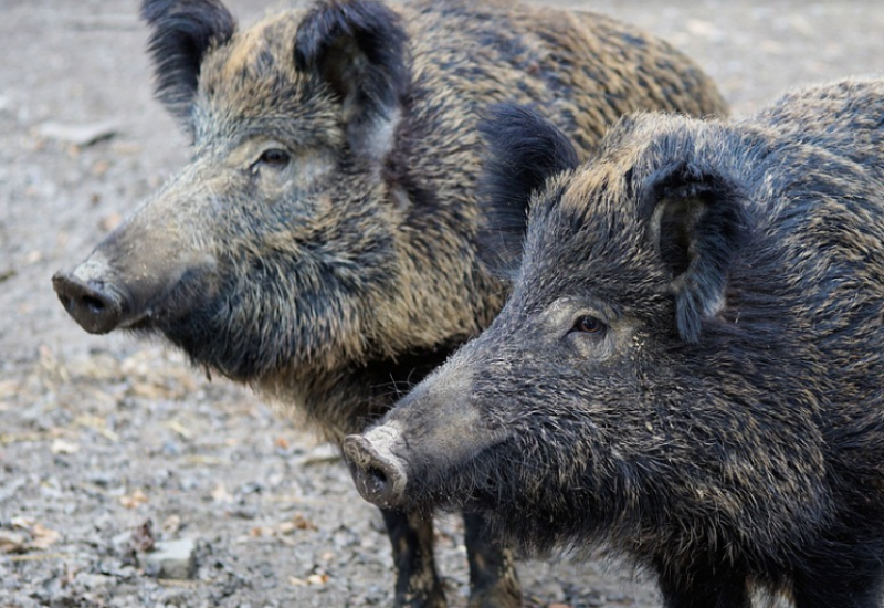 NOVI ZELAND: Divlje svinje upropastile predgrađe Velingtona