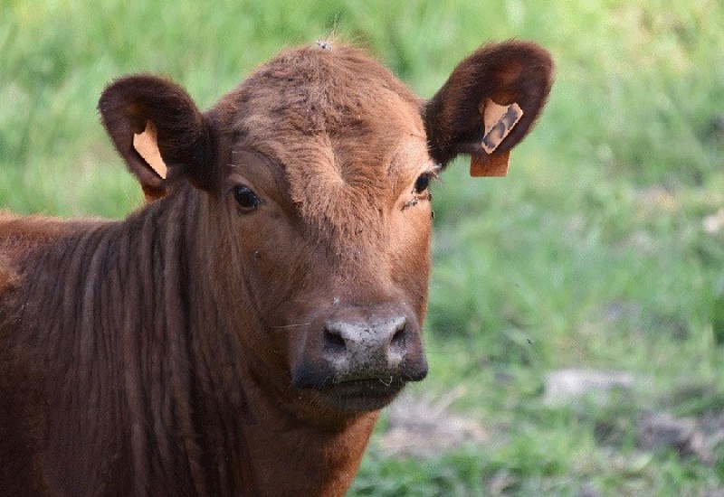 Za nabavku kvalitetno priplodnih junica isplaćeno 348.000 KM
