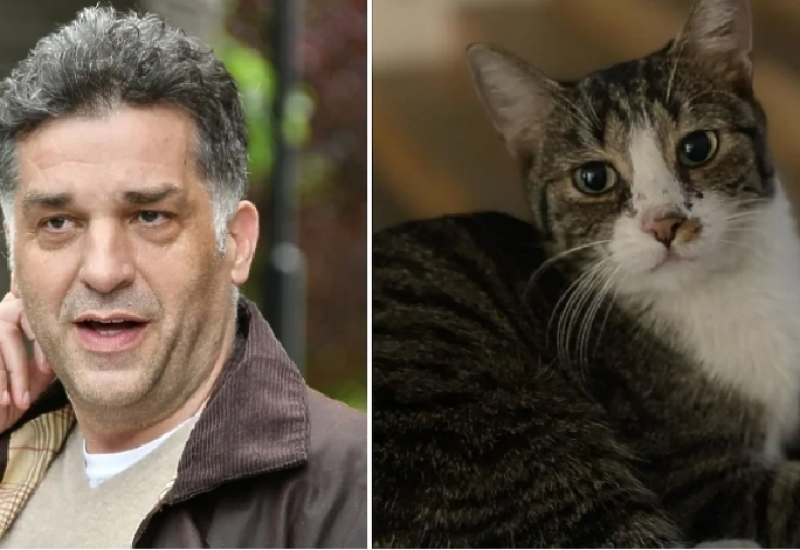 Mačak Kimi se vratio kući