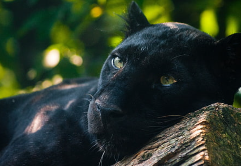 Crni panter viđen u Vrbasu (VIDEO)