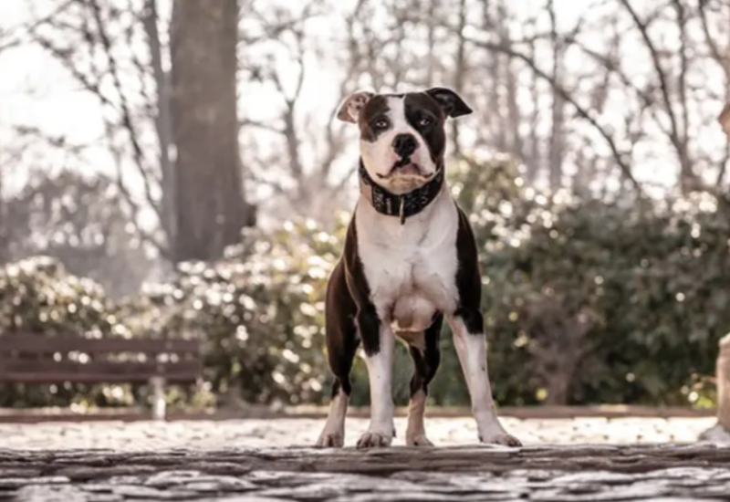 Jeziv napad psa: Pitbul izgrizao djevojčicu, ima hiljadu šavova na licu