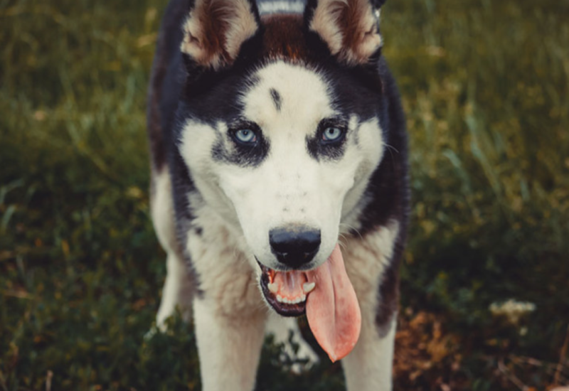 Banjalučanka koju je ujeo pas puštena na kućno liječenje