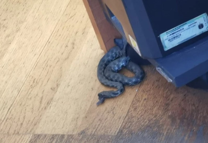 Zmija u prostorijama UIO u Banjaluci, zaposleni napustili zgradu