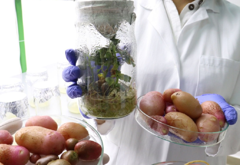 U Banjaluci proizveden glamočki krompir iz epruvete