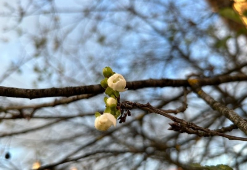 Na pragu novembra probeharala višnja