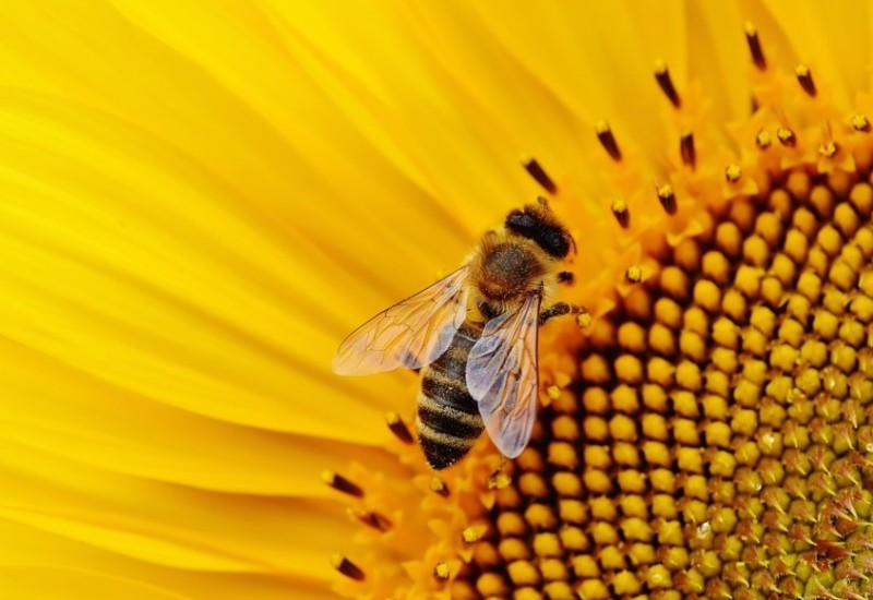 Životni vijek pčela je upola manji