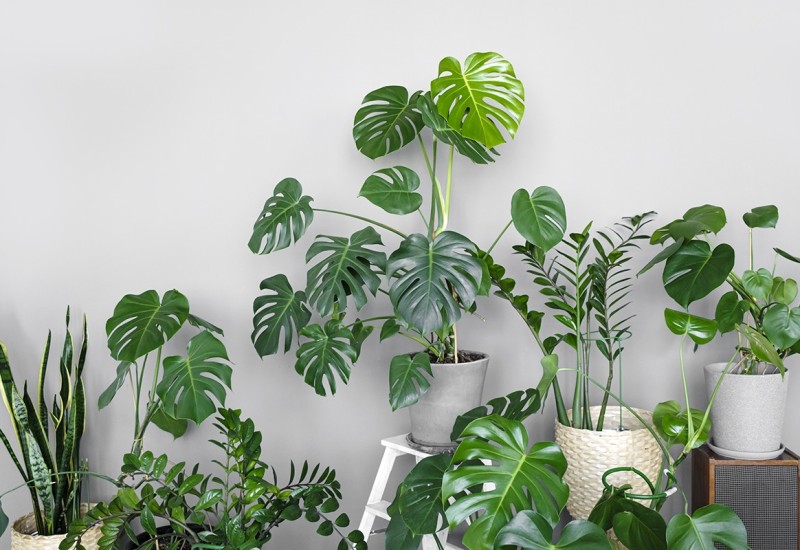 Kako da se riješite mušica i biljkama produžite život