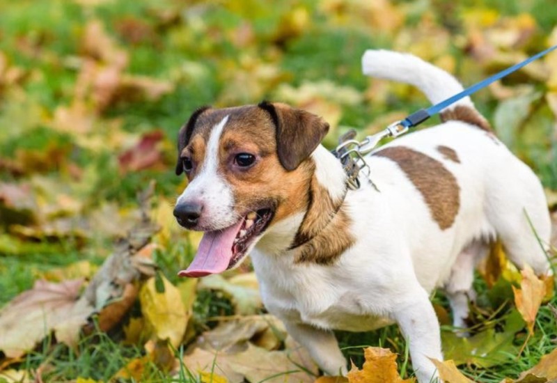 Komunalci kaznili osmoro vlasnika pasa u Banjaluci