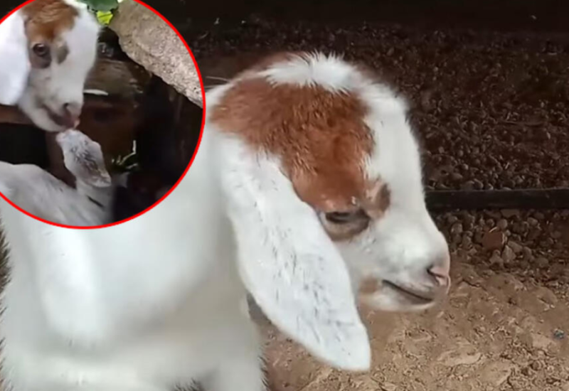 Vlasnici farme u nevjerici: Rođena koza sa osam nogu (VIDEO)