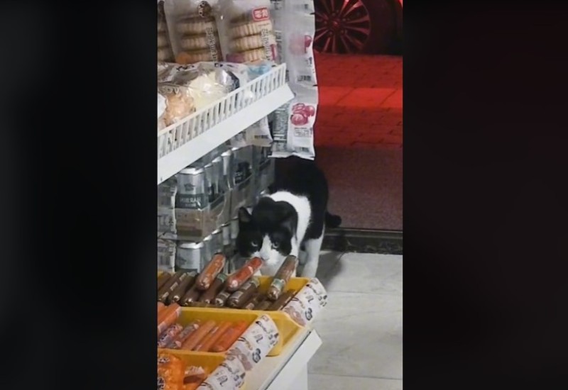 Kamera snimila mačka dok krade salamu (VIDEO)