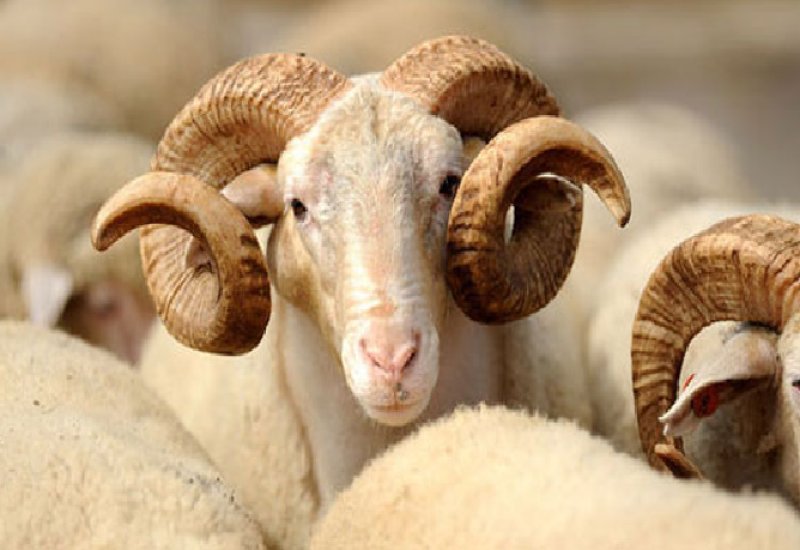 Krađa kod Kaknja, lopov ukrao ovna