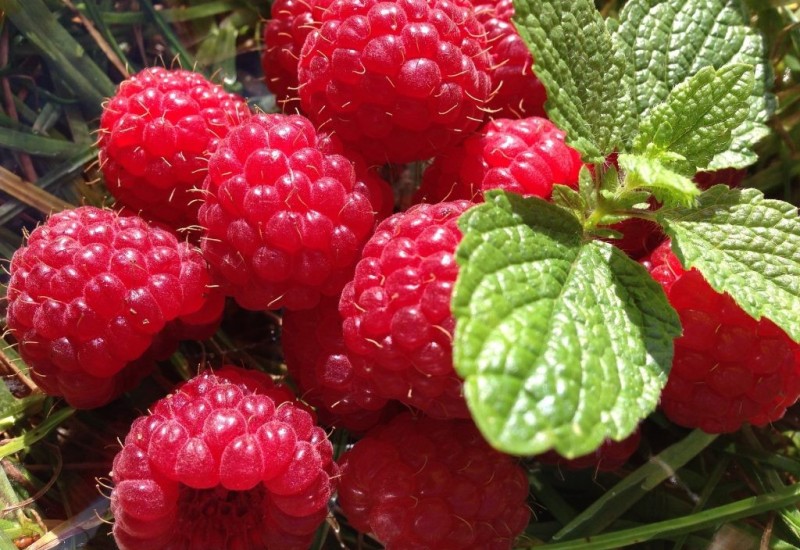 Rusko-ukrajinski sukobi odrazili se na izvoz malina